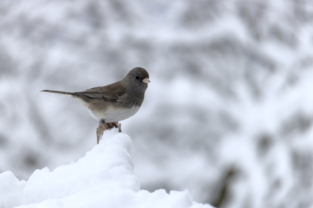 Photograph of a bird